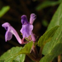 Scutellaria robusta Benth.